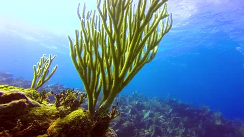 Coral reef, diver and reflecting sunlight Stock Footage