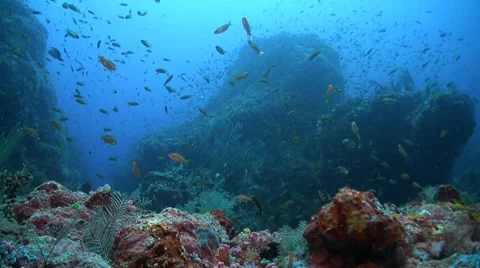 Coral reef with diver Stock Footage 50348142