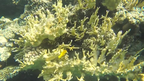 Coral reef diverse colored close to the surface of the water in sun glare. 库存影片 236248448