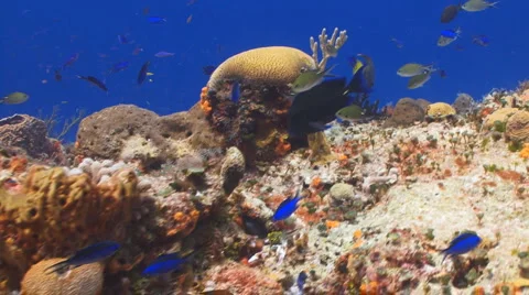 Coral reef diversity Vidéo 5652105