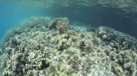 Coral Reef Diversity Stock Footage 52257258