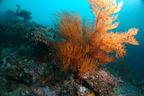 Coral reef diving. Stock Photos