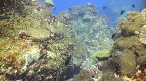 Coral reef drift lots of small fish Stock Footage 10560047