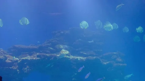 Coral reef. Eagle ray. Red Sea. Stock Footage 129530776