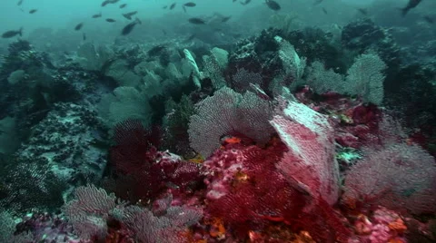 Coral reef, eastern pacific ocean Video stock 42890309