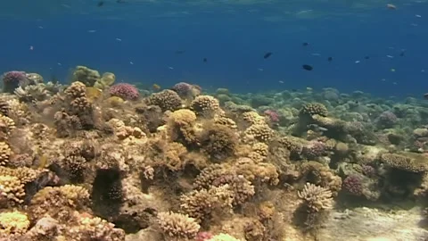 Coral Reef Ecosystem Activity in the Red Sea Featuring Diverse Aquatic Life Stock Footage 344459988