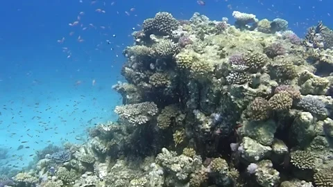 Coral Reef Ecosystem Biodiversity in the Red Sea During a Sunny Afternoon Period Stock Footage 344460496
