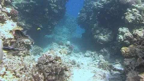 Coral Reef Ecosystem Exploration in Vibrant Underwater Environment 스톡 동영상 344594821