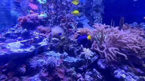 Coral reef ecosystem featuring diverse marine life such as fish and sea anemones Stock Footage 338178723