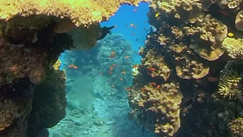 Coral Reef Ecosystem Life in the Red Sea Showing Marine Biodiversity at Midday Stock Footage 344459281