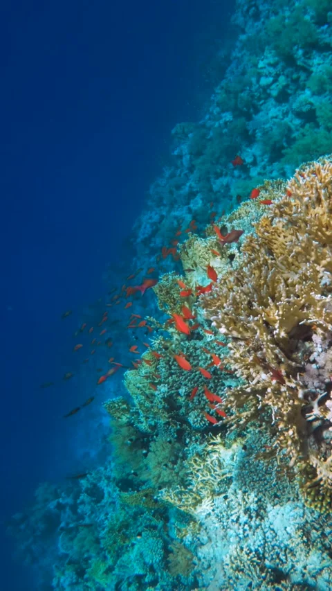 Coral reef edge with deep deep blue water and red reef fish Video stock 340597799