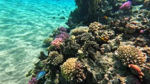 Coral reef edge with small tropical reef fish over sandy seabed underwater Vídeos de archivo 340540858