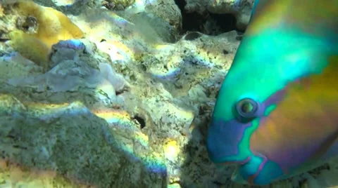 Coral reef in egypt 1 動画素材 35345106