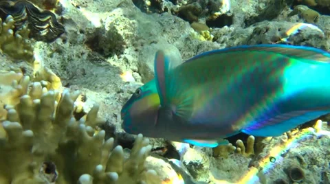 Coral reef in egypt 2 動画素材 35345114