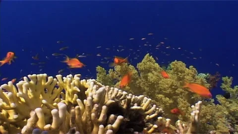 Coral Reef In Egypt 2000s Stock Footage 300149032