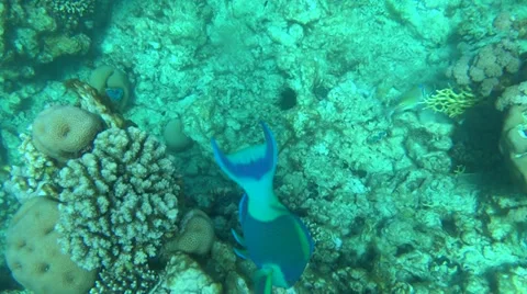 Coral reef in Egypt 動画素材 35501469