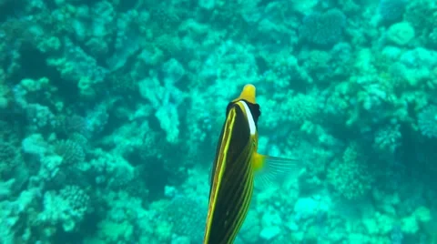 Coral reef in Egypt Stock Footage 35501498