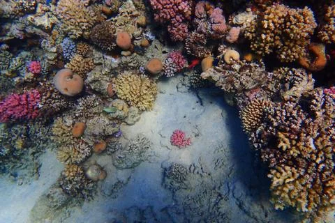 Coral reef in Egypt Stock Photos