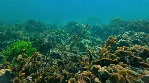 Coral reef environment, beautiful underwater ocean scenery, soft and hard coral  Vídeo Stock 168660643