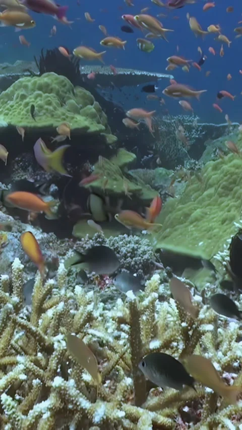 Coral Reef Evolution With Colorful Fish in Raja Ampat Stock Footage 321410476