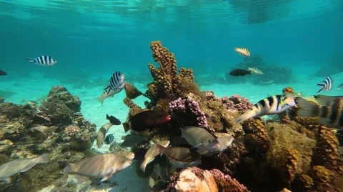 Coral Reef Fish 2 Stock Footage 169119751
