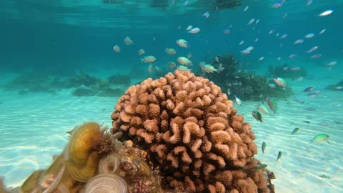 Coral Reef Fish 3 Stock Footage 169119641
