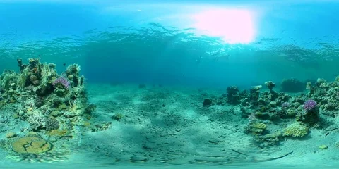 Coral Reef Fish 360 vr Stock Footage