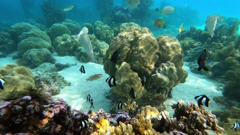 Coral Reef Fish 4 Stock Footage 169119781