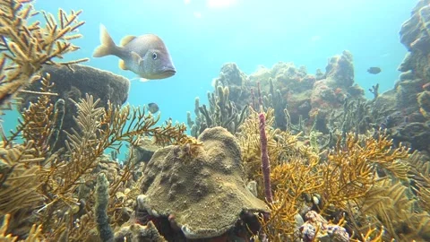 Coral Reef with Fish - Caribbean - Bocas 09 - sub 01 Stock Footage