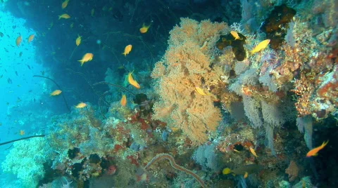 Coral reef with fish Vidéo 70786