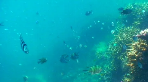 Coral reef fish Stock Footage 332566