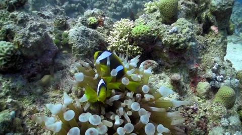 Coral reef fish Stock Footage 7731191