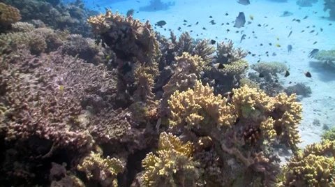 Coral reef fish Video stock 7738765