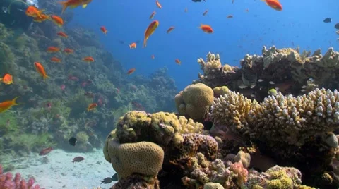 Coral reef fish Stock Footage 7763918