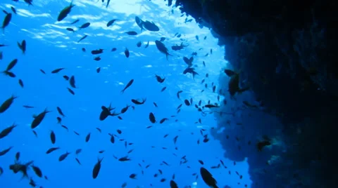 Coral reef fish Video stock 37041386