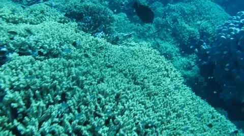 Coral reef fish Stock-Footage 37042105