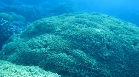 Coral reef fish Stock Footage 37042285