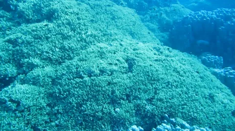 Coral reef fish Stock Footage 37042300