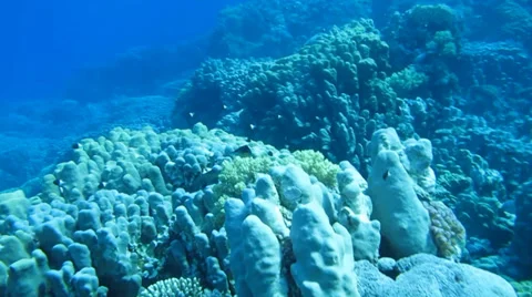 Coral reef fish Stock Footage 37042330