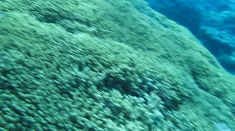 Coral reef fish Video stock 37042351