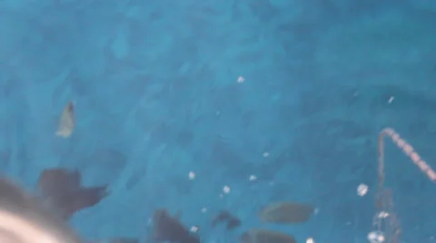 Coral reef fish Stock Footage 38053909