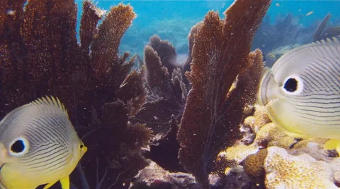 Coral Reef Fish Stock Footage 40636905
