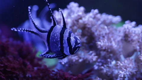 Coral reef fish 库存影片 91739040