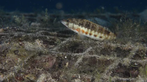 Coral reef fish Stock Footage 101417724