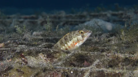 Coral reef fish Stock Footage 101417726