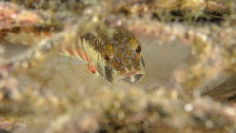 Coral reef fish Stock Footage 101417730