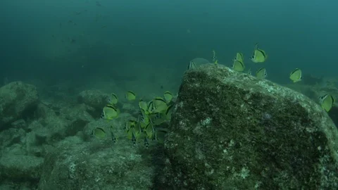 Coral reef fish Stock Footage 101418110