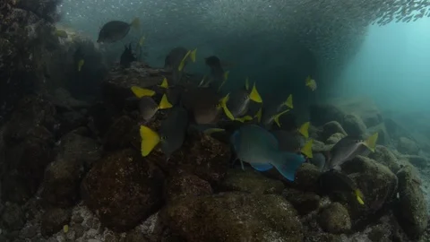 Coral reef fish Stock Footage 101418545