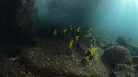 Coral reef fish Stock Footage 101418546