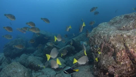 Coral reef fish Stock Footage 101419432